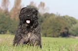 BOUVIER DES FLANDRES 106